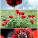 Poppy Triptych by phil_howcroft
