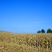 A Corn Full of Sky by jae_at_wits_end