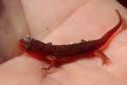 20th Sep 2015 - Red Spotted Newt