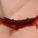 Red Spotted Newt by sunnygreenwood