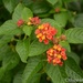 50mm-sooc Lantana by thewatersphotos