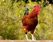 24th Sep 2015 - AG Village Rooster 