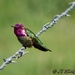 Bird on a Barbed Wire by soylentgreenpics