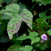 Folded flower and leaf  by congaree