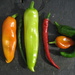home grown chillis by steveandkerry