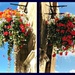Flower Baskets. by wendyfrost