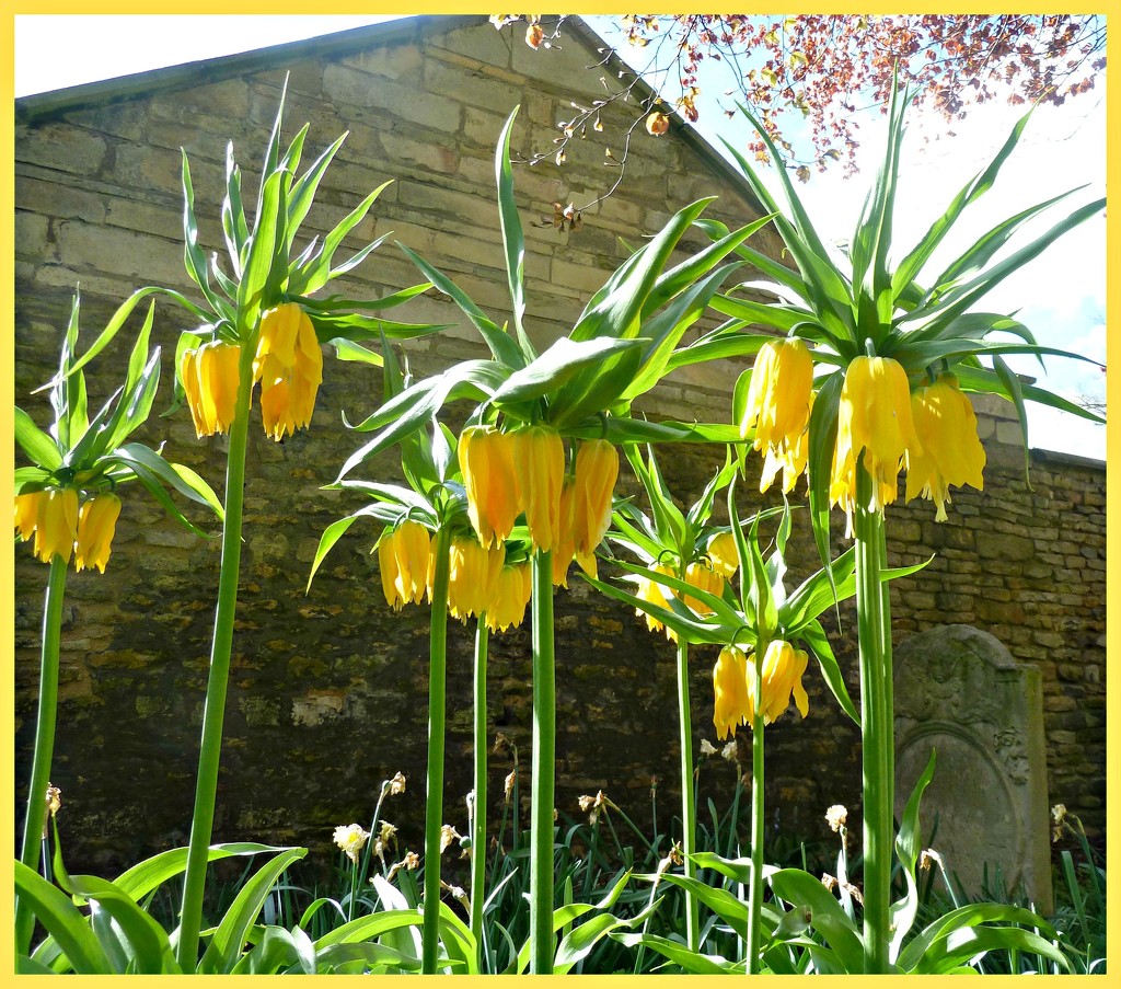 Crown Imperial lilies. by wendyfrost