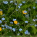 Buttercups and Forget-Me-Nots by nickspicsnz