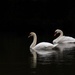 Swan Lake by vera365
