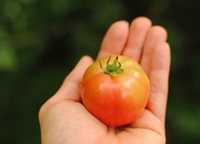 27th Sep 2015 - My First Tomato