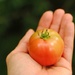 My First Tomato by alophoto
