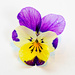 Viola tricolor on a white paper. by elisasaeter