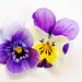 Two Viola tricolor on a white paper. by elisasaeter