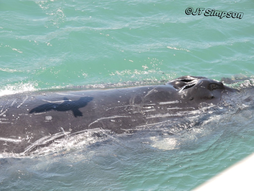 Humpback Whale being "shadowed" from above. by soylentgreenpics