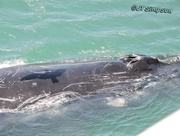 2nd Aug 2015 - Humpback Whale being "shadowed" from above.