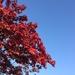 Day 3 - Autumn Colours and Blue Sky - 100happydays2015 by bizziebeeme