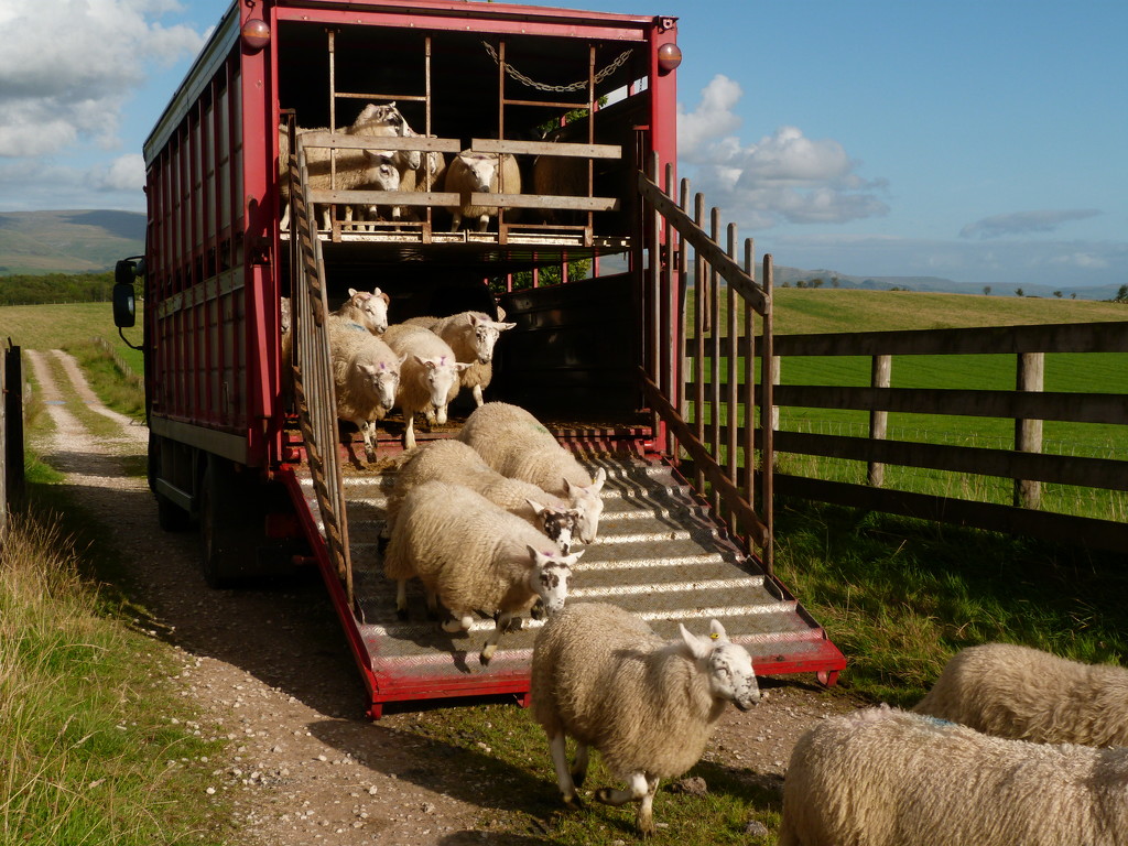 unloading by shirleybankfarm