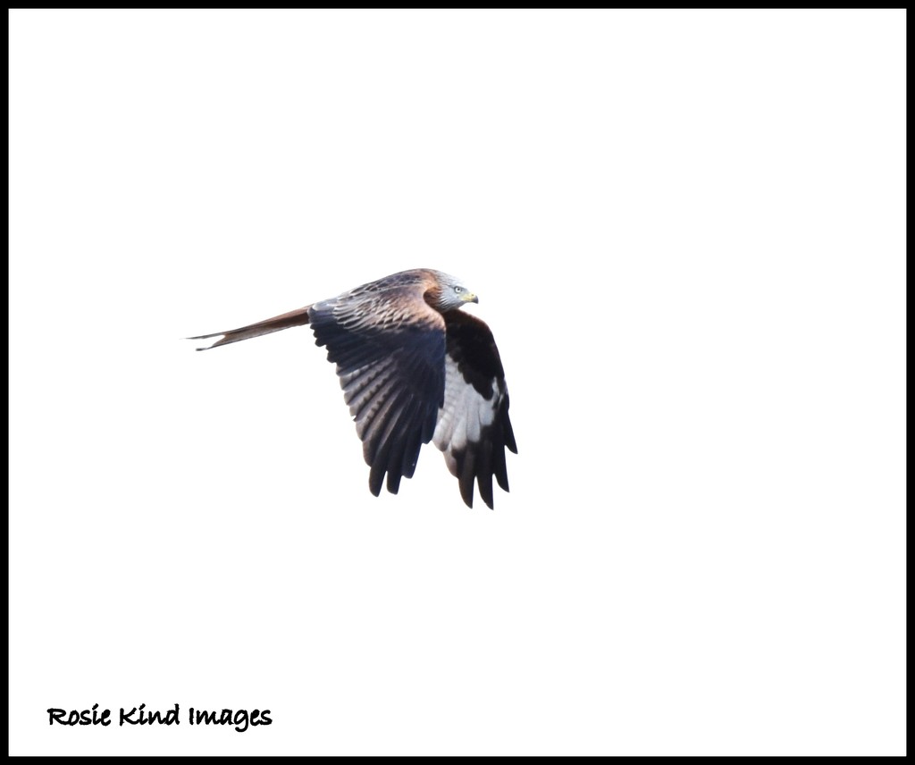 Red Kite in flight by rosiekind