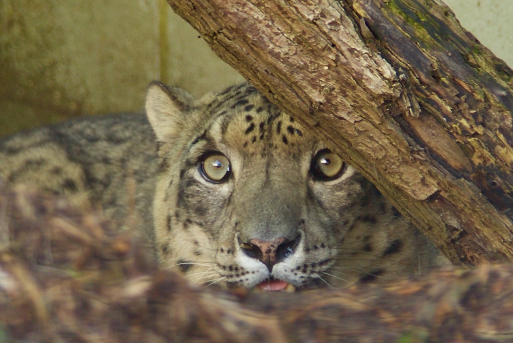 Snow Leopard-Cat Survival Trust by padlock