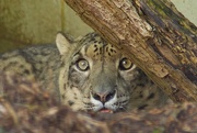 26th Sep 2015 - Snow Leopard-Cat Survival Trust