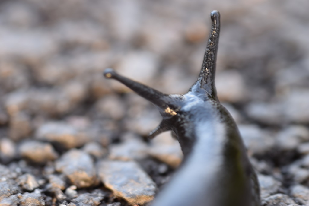 a slug running away by christophercox