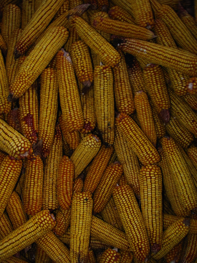 Corn by ctst