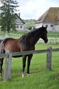 23rd Sep 2015 - nice horse, nice barn