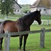 nice horse, nice barn by parisouailleurs