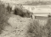 25th Sep 2015 - 25th September 2015     - In the sand dunes