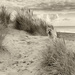 25th September 2015     - In the sand dunes by pamknowler