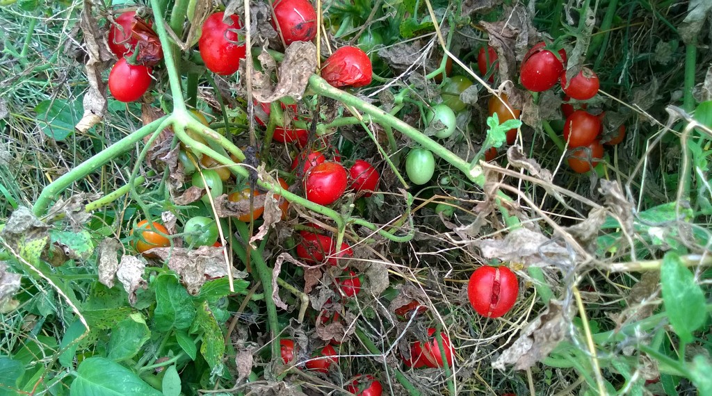 Tomatoes Gone Wild by scoobylou