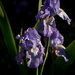 Bearded Iris  by nicolecampbell