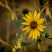 Lone Sunflower by ckwiseman
