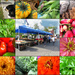 Stroudsburg Farmer's Market by olivetreeann