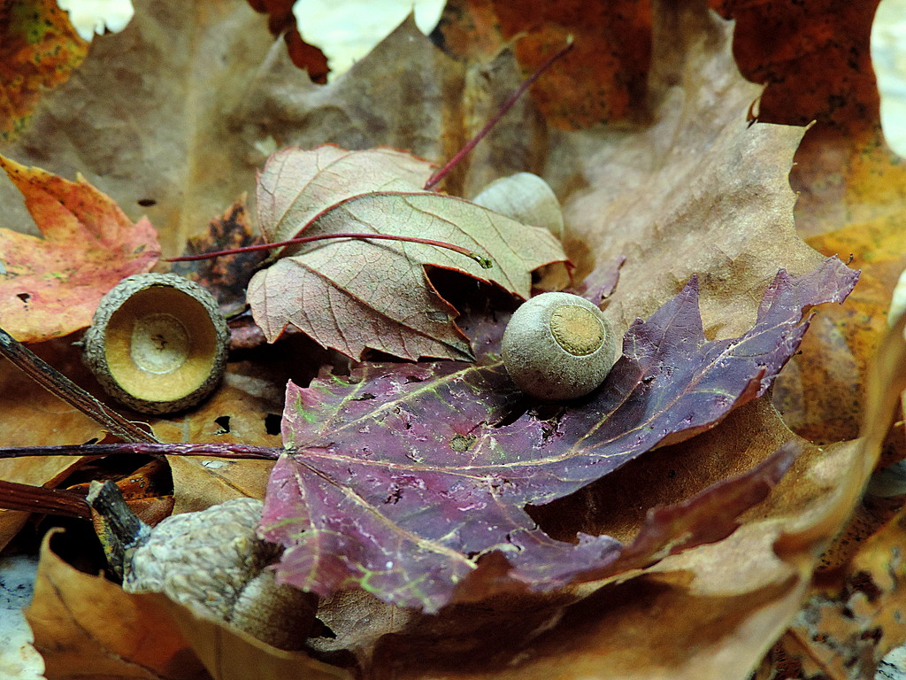 Fall leaves are Fascinating! by homeschoolmom