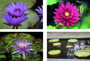 26th Sep 2015 - Water Lily Collage