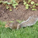 Friendly Squirrel by julie