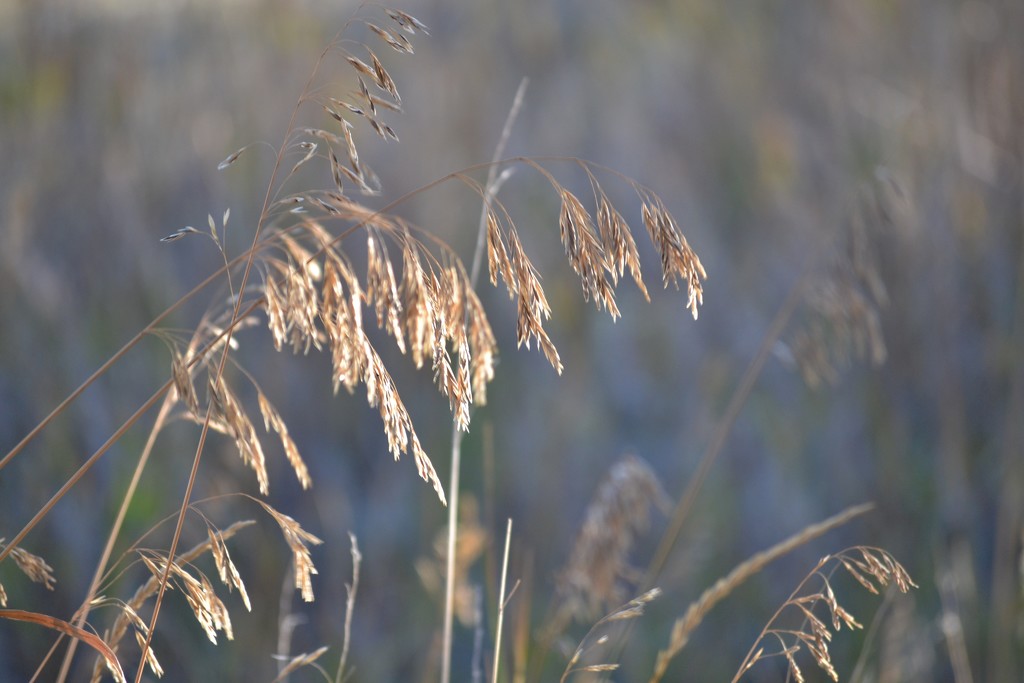 prairie grass by dmdfday