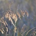 prairie grass by dmdfday