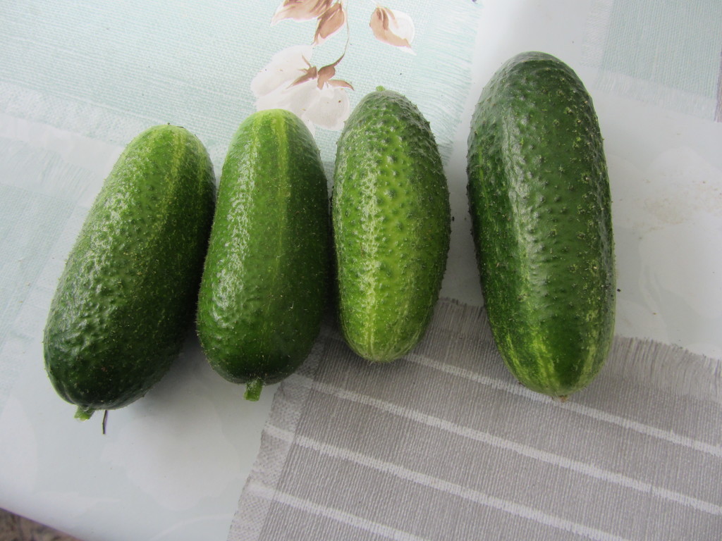 Outdoor cucumbers by annelis