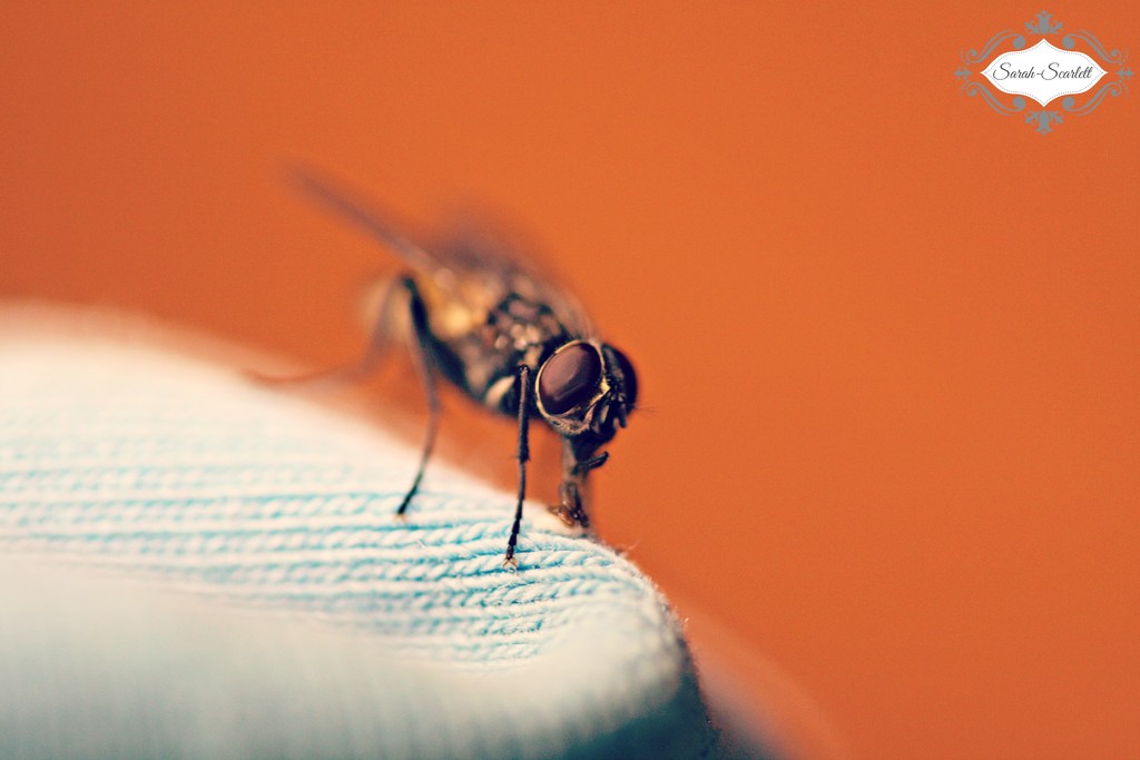 Housefly  by sarahlh