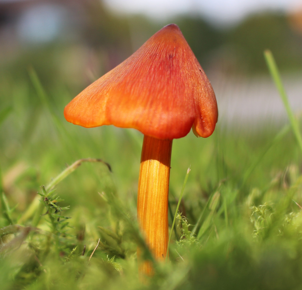 Unknown mushroom by annelis
