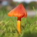 Unknown mushroom by annelis