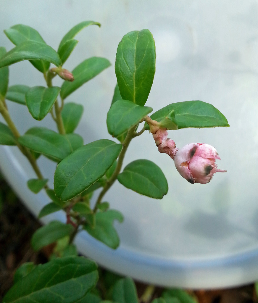 Cowberry Redleaf (Exobasidium vaccinii) - Puolukanpöhösieni, Lingonsvulst   by annelis