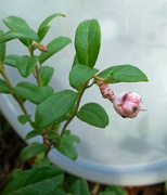 11th Sep 2015 - Cowberry Redleaf (Exobasidium vaccinii) - Puolukanpöhösieni, Lingonsvulst  