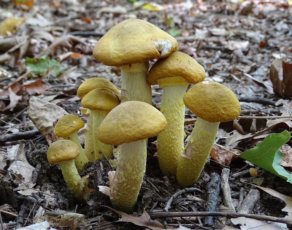 Mushrooms in the Woods by annepann