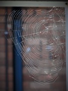 26th Sep 2015 - Insy winsy spider has been here again !