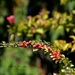 berries & flowers by parisouailleurs