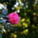rose  by parisouailleurs