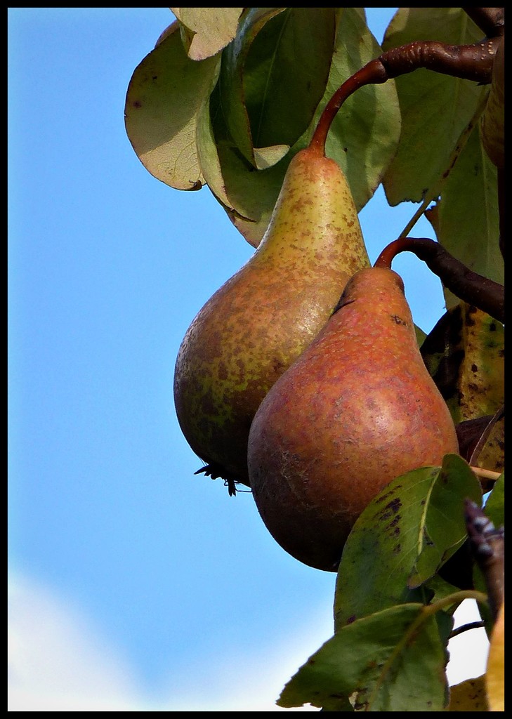 A pair of pears. by jokristina